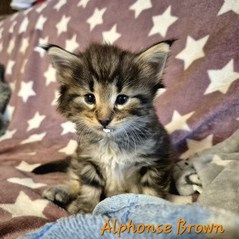 Alphonse Brown 🧡 De Ci'Varone Mâle Norvégien