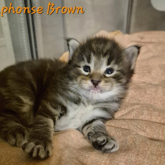 chaton Norvégien brown blotched tabby Alphonse Brown 🧡 Chatterie de Ci'Varone brown blotched tabby