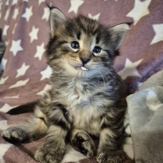 chaton Norvégien brown blotched tabby Alphonse Brown 🧡 Chatterie de Ci'Varone brown blotched tabby