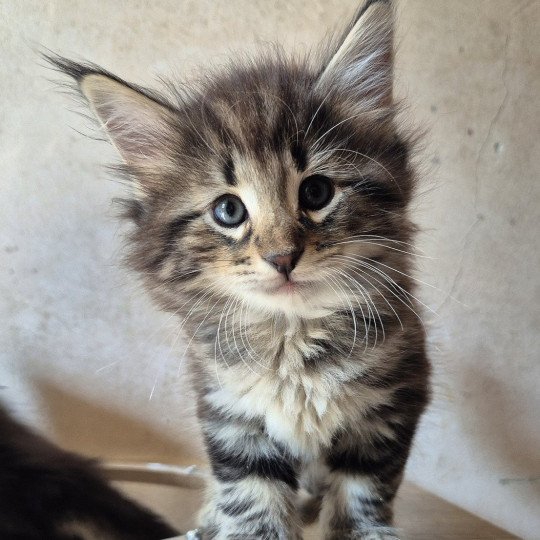 chaton Norvégien brown blotched tabby Alphonse Brown 🧡 Chatterie de Ci'Varone brown blotched tabby