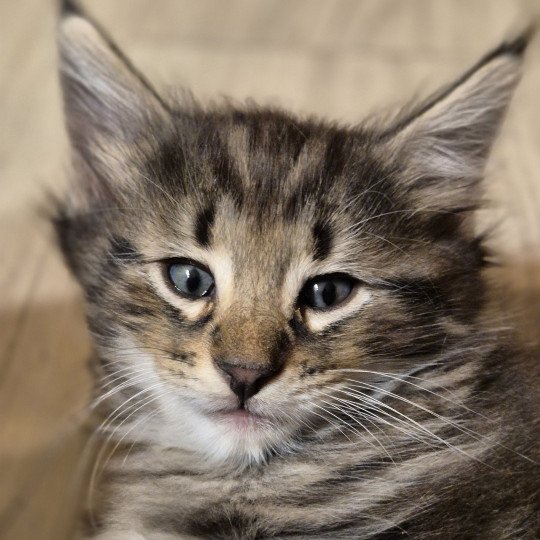 chaton Norvégien brown blotched tabby Alphonse Brown 🧡 Chatterie de Ci'Varone brown blotched tabby