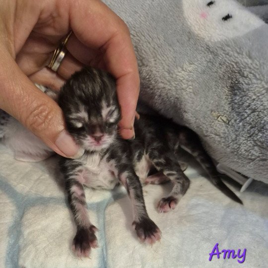 chaton Norvégien brown blotched tabby Amy 💜 Chatterie de Ci'Varone brown blotched tabby