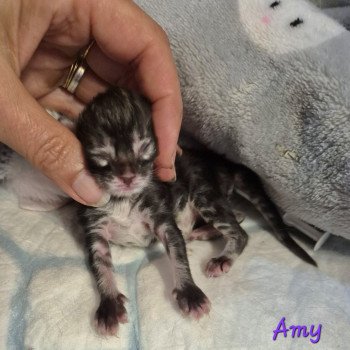 Amy 💜 De Ci'Varone Femelle Norvégien