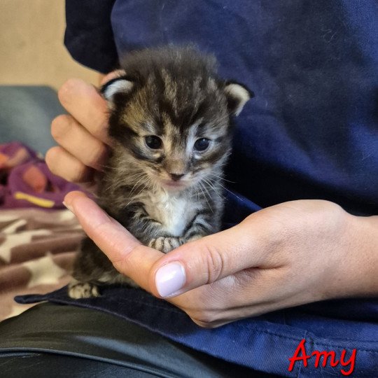 chaton Norvégien brown blotched tabby Amy 💜 Chatterie de Ci'Varone brown blotched tabby