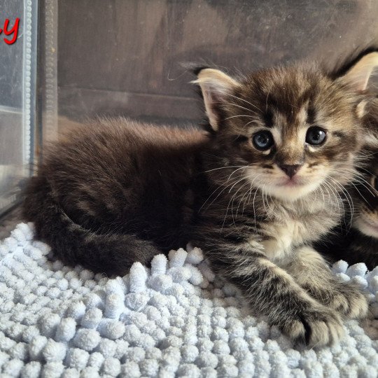 chaton Norvégien brown blotched tabby Amy 💜 Chatterie de Ci'Varone brown blotched tabby