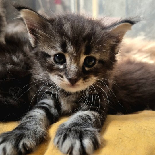 chaton Norvégien brown blotched tabby Amy 💜 Chatterie de Ci'Varone brown blotched tabby