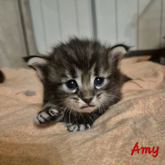 chaton Norvégien brown blotched tabby Amy 💜 Chatterie de Ci'Varone brown blotched tabby