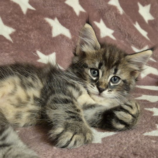 chaton Norvégien brown blotched tabby Amy 💜 Chatterie de Ci'Varone brown blotched tabby