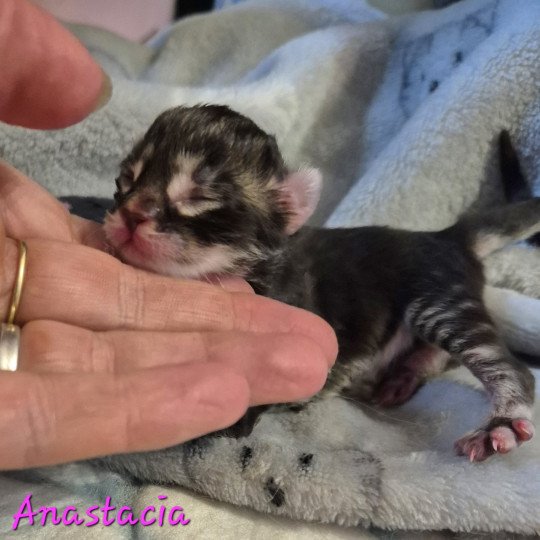 chaton Norvégien brown blotched tabby Anastacia 💗 Chatterie de Ci'Varone brown blotched tabby