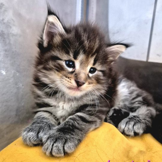 chaton Norvégien brown blotched tabby Anastacia 💗 Chatterie de Ci'Varone brown blotched tabby