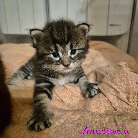 chaton Norvégien brown blotched tabby Anastacia 💗 Chatterie de Ci'Varone brown blotched tabby