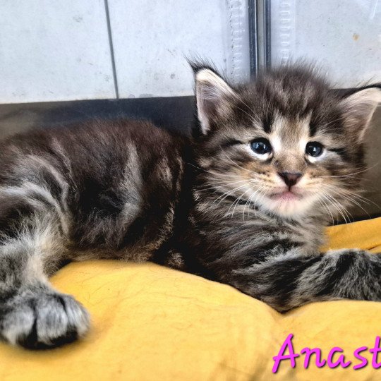 chaton Norvégien brown blotched tabby Anastacia 💗 Chatterie de Ci'Varone brown blotched tabby