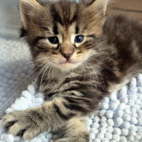 chaton Norvégien brown blotched tabby Anastacia 💗 Chatterie de Ci'Varone brown blotched tabby
