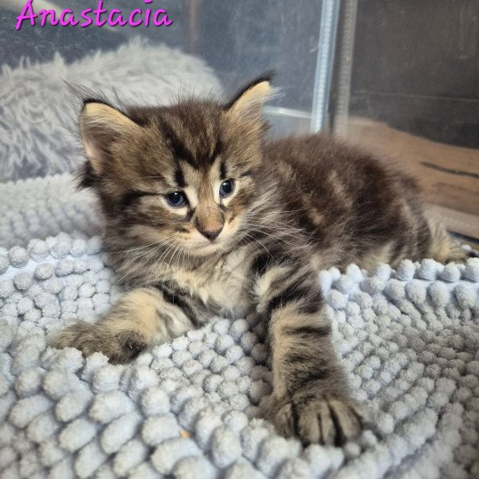 chaton Norvégien brown blotched tabby Anastacia 💗 Chatterie de Ci'Varone brown blotched tabby