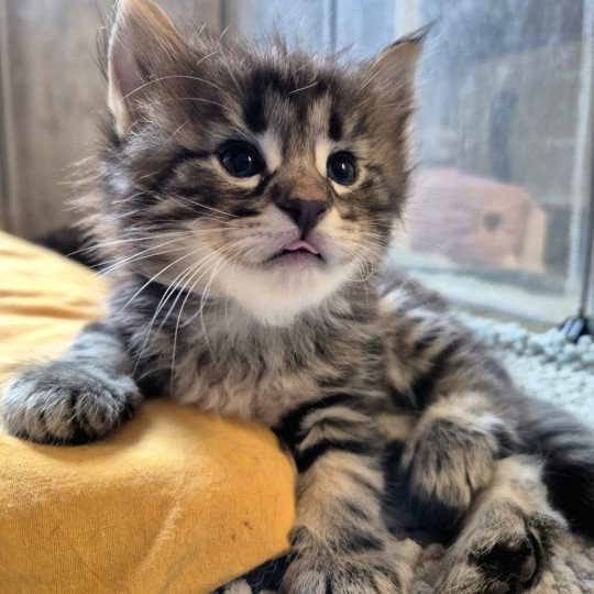 chaton Norvégien brown blotched tabby Anastacia 💗 Chatterie de Ci'Varone brown blotched tabby