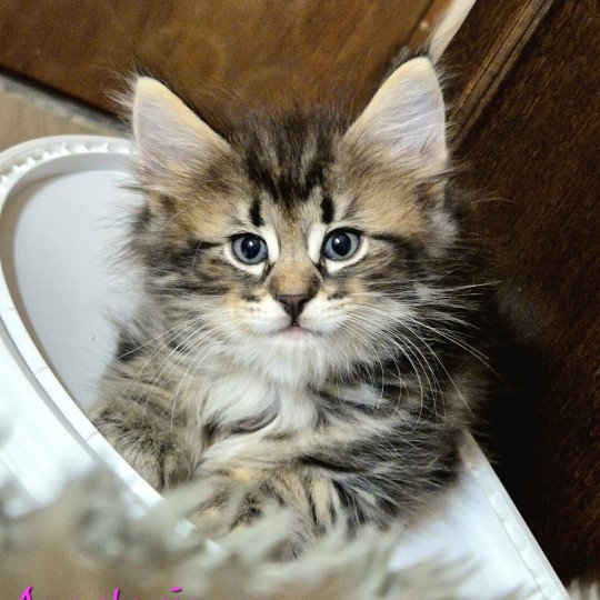 chaton Norvégien brown blotched tabby Anastacia 💗 Chatterie de Ci'Varone brown blotched tabby