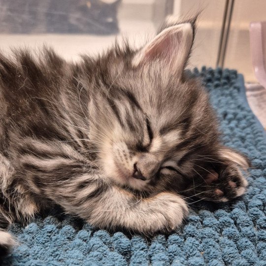 chaton Norvégien black silver blotched tabby Angels ❤️ Chatterie de Ci'Varone black silver blotched tabby