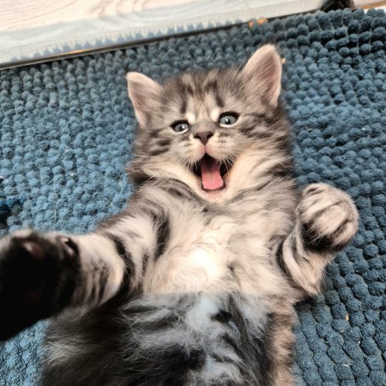 chaton Norvégien black silver blotched tabby Angels ❤️ Chatterie de Ci'Varone black silver blotched tabby
