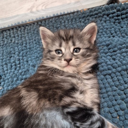 chaton Norvégien black silver blotched tabby Angels ❤️ Chatterie de Ci'Varone black silver blotched tabby
