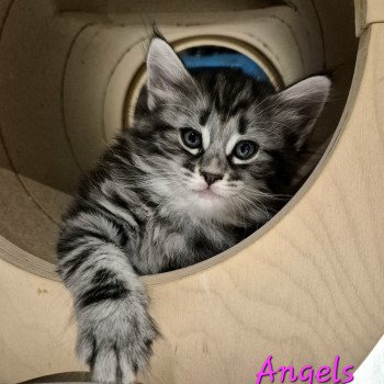 Angels ❤️ De Ci'Varone Femelle Norvégien