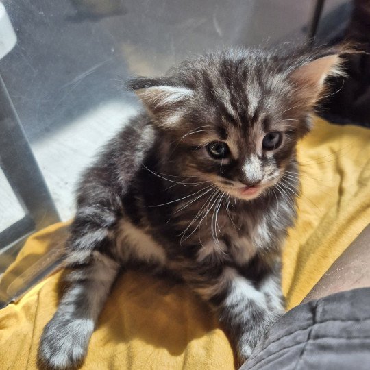 chaton Norvégien brown blotched tabby Anja🤍 Chatterie de Ci'Varone brown blotched tabby
