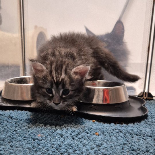 chaton Norvégien brown blotched tabby Anja🤍 Chatterie de Ci'Varone brown blotched tabby