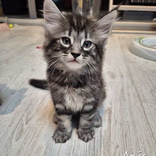 chaton Norvégien brown blotched tabby Anja🤍 Chatterie de Ci'Varone brown blotched tabby