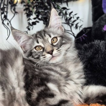 Anja🤍 De Ci'Varone Femelle Norvégien Anja🤍 De Ci'Varone Femelle Norvégien