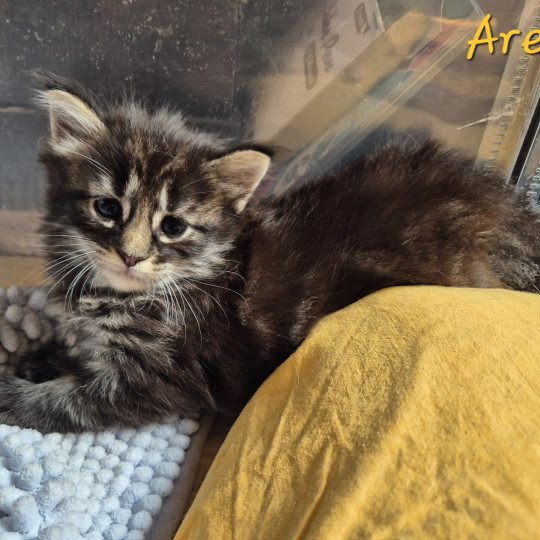 chaton Norvégien brown blotched tabby Aren💛 Chatterie de Ci'Varone brown blotched tabby
