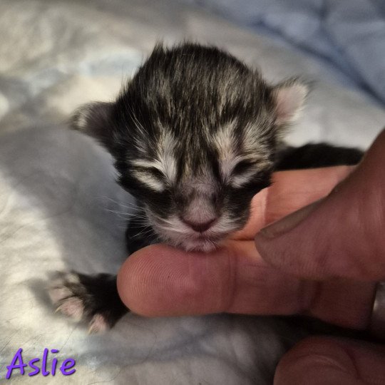 chaton Norvégien black silver blotched tabby Aslie 💜 Chatterie de Ci'Varone black silver blotched tabby