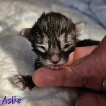 Aslie 💜 De Ci'Varone Femelle Norvégien
