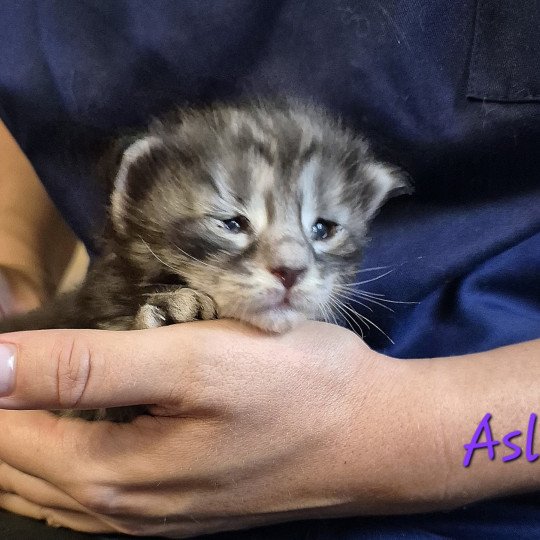 chaton Norvégien black silver blotched tabby Aslie 💜 Chatterie de Ci'Varone black silver blotched tabby