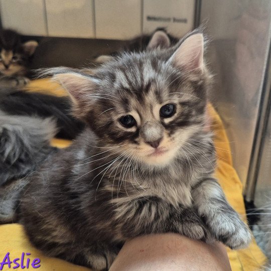 chaton Norvégien black silver blotched tabby Aslie 💜 Chatterie de Ci'Varone black silver blotched tabby