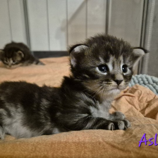 chaton Norvégien black silver blotched tabby Aslie 💜 Chatterie de Ci'Varone black silver blotched tabby