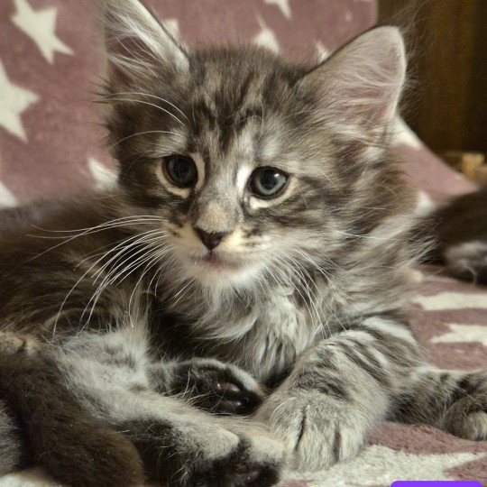 chaton Norvégien black silver blotched tabby Aslie 💜 Chatterie de Ci'Varone black silver blotched tabby