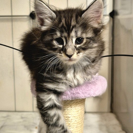 chaton Norvégien black silver blotched tabby Aslie 💜 Chatterie de Ci'Varone black silver blotched tabby