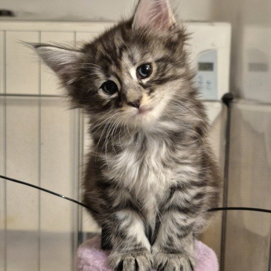 chaton Norvégien black silver blotched tabby Aslie 💜 Chatterie de Ci'Varone black silver blotched tabby