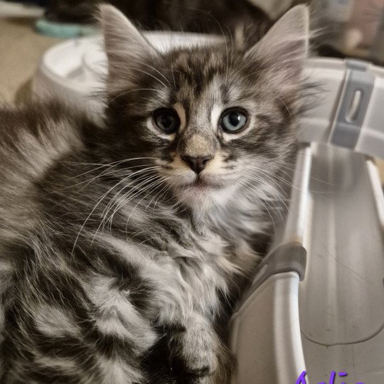 chaton Norvégien black silver blotched tabby Aslie 💜 Chatterie de Ci'Varone black silver blotched tabby