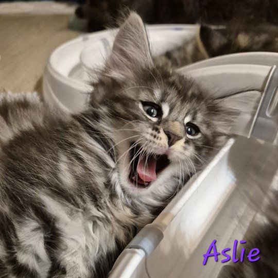 chaton Norvégien black silver blotched tabby Aslie 💜 Chatterie de Ci'Varone black silver blotched tabby