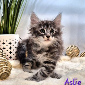 Aslie 💜 De Ci'Varone Femelle Norvégien