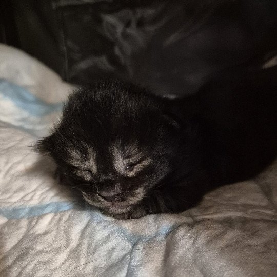 chaton Norvégien black smoke Atéa💜 Chatterie de Ci'Varone black smoke 