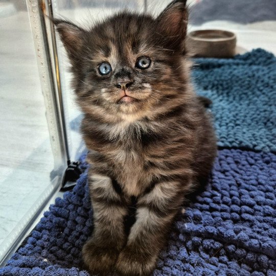 chaton Norvégien black smoke Atéa💜 Chatterie de Ci'Varone black smoke 