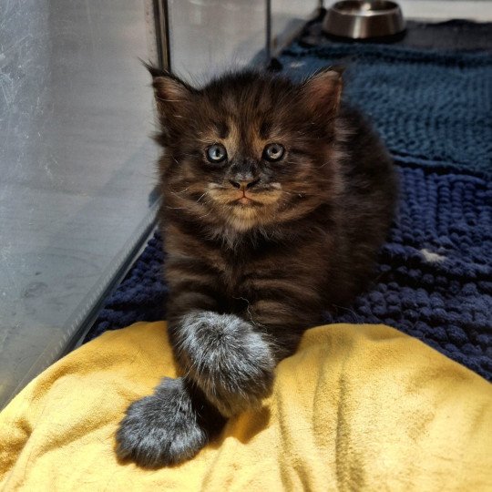 chaton Norvégien black smoke Atéa💜 Chatterie de Ci'Varone black smoke 