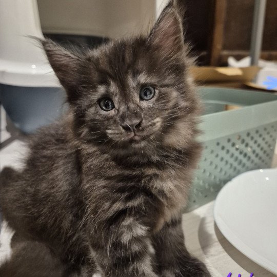 chaton Norvégien black smoke Atéa💜 Chatterie de Ci'Varone black smoke 