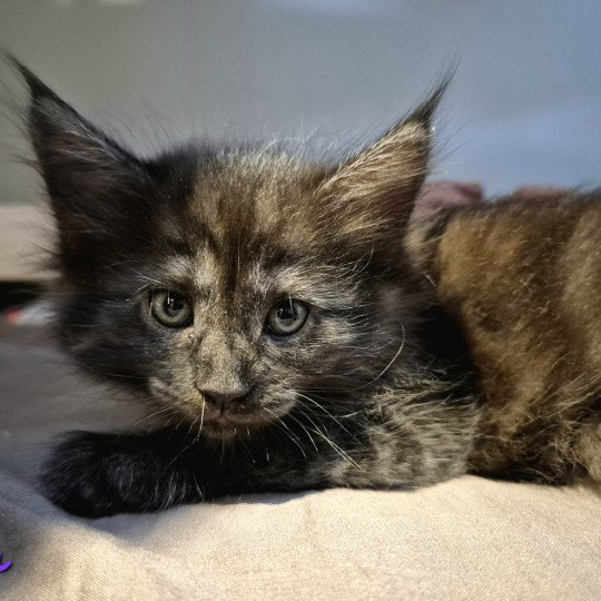 chaton Norvégien black smoke Atéa💜 Chatterie de Ci'Varone black smoke 