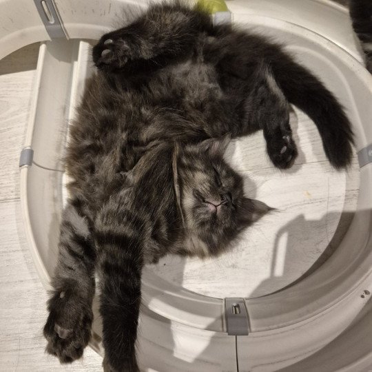 chaton Norvégien black smoke Atéa💜 Chatterie de Ci'Varone black smoke 