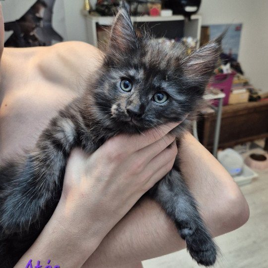 chaton Norvégien black smoke Atéa💜 Chatterie de Ci'Varone black smoke 