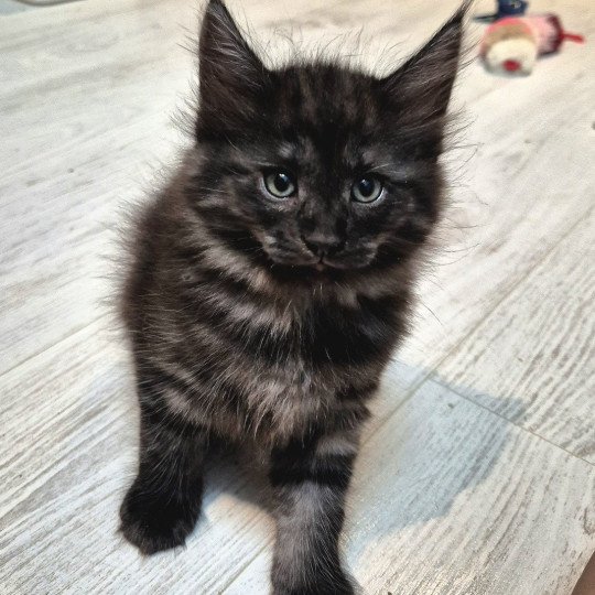 chaton Norvégien black smoke Atéa💜 Chatterie de Ci'Varone black smoke 