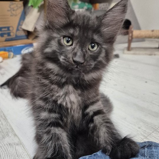 chaton Norvégien black smoke Atéa💜 Chatterie de Ci'Varone black smoke 
