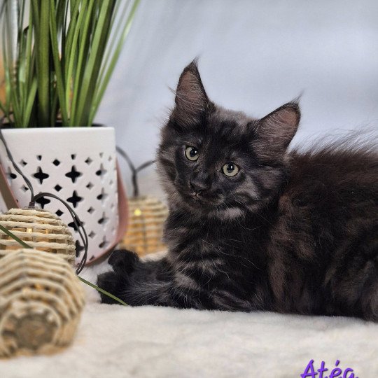 chaton Norvégien black smoke Atéa💜 Chatterie de Ci'Varone black smoke 